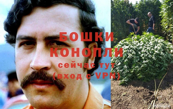 прущие грибы Балабаново